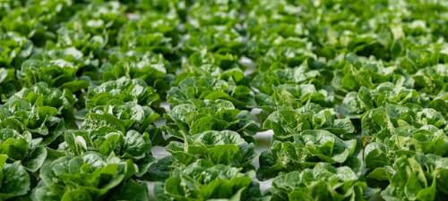 Read article Alumna helps Revolution Farms keep lettuce local